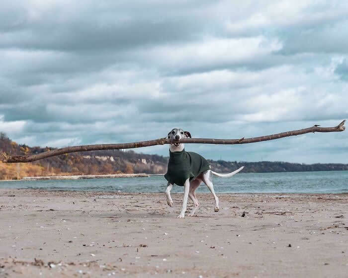 Life Is Better With Dogs: 25 Sweet Moments That Prove Happiness Has Four Paws 51 He’s The Branch Manager - Heartwarming Photos of Dogs