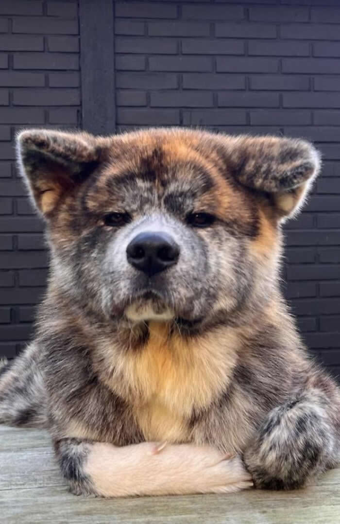 Life Is Better With Dogs: 25 Sweet Moments That Prove Happiness Has Four Paws 52 Musuko, 10 Months Old And Already Head Of The Household - Heartwarming Photos of Dogs