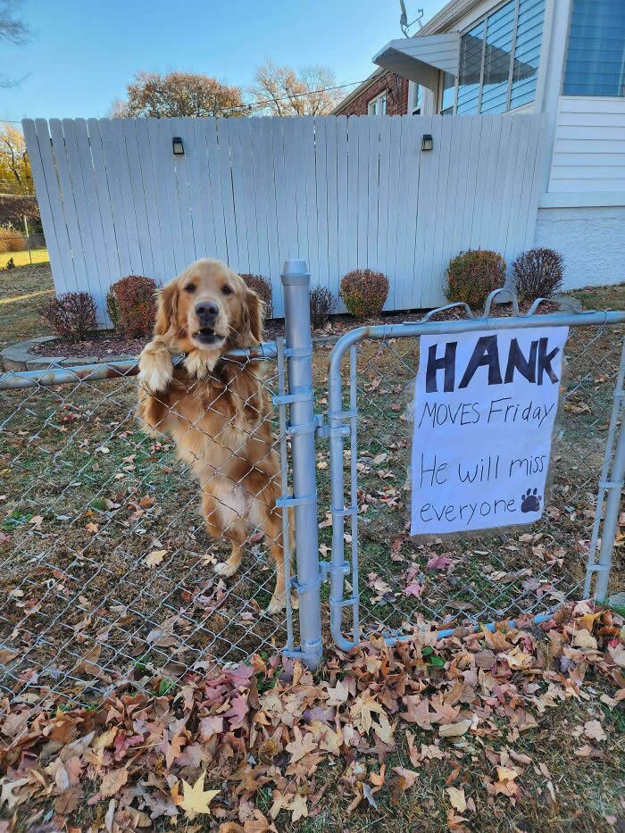 Life Is Better With Dogs: 25 Sweet Moments That Prove Happiness Has Four Paws 31 Hank Is A Good Boy Who Lives In One Of The Neighborhoods My Dad Walks His Dog In. His Owners Are Moving Next Week - Heartwarming Photos of Dogs