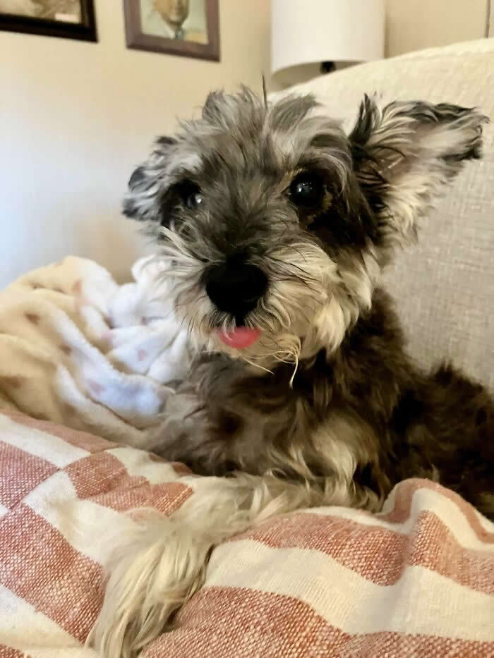 Life Is Better With Dogs: 25 Sweet Moments That Prove Happiness Has Four Paws 32 Decided It Was Time To Add To Our Family. So We Adopted This Rare 13 Year Old Pupper - Heartwarming Photos of Dogs