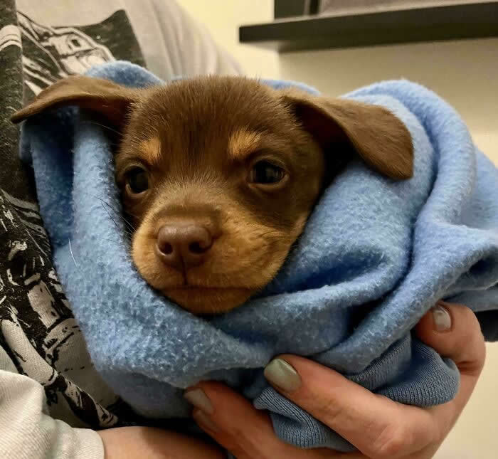 Life Is Better With Dogs: 25 Sweet Moments That Prove Happiness Has Four Paws 34 We Found This Lil Bub On Valentine’s Day! 3 Lbs Of Pure Love - Heartwarming Photos of Dogs