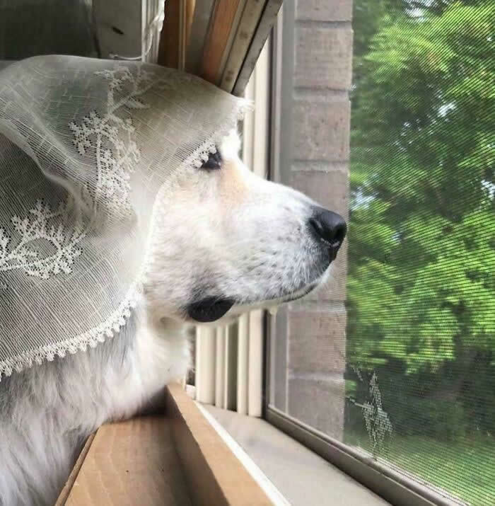 Life Is Better With Dogs: 25 Sweet Moments That Prove Happiness Has Four Paws 35 When Will My Husband Return From War - Heartwarming Photos of Dogs