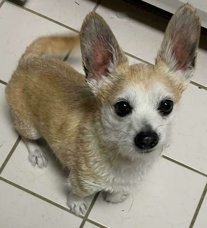 Life Is Better With Dogs: 25 Sweet Moments That Prove Happiness Has Four Paws 36 This Little Gremlin Just Captured And Ate 4 Flies In Under A Minute - Heartwarming Photos of Dogs