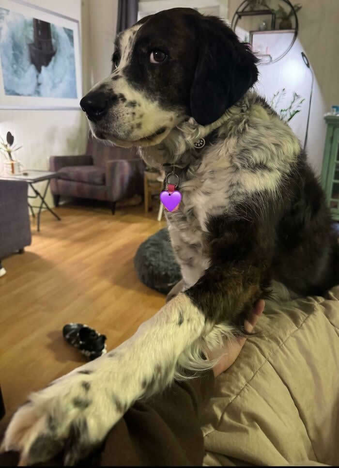 Life Is Better With Dogs: 25 Sweet Moments That Prove Happiness Has Four Paws 37 Anyone Else’s Dog Regularly Demand That You Hold Hands And Stare Deeply Into Each Other’s Eyes - Heartwarming Photos of Dogs